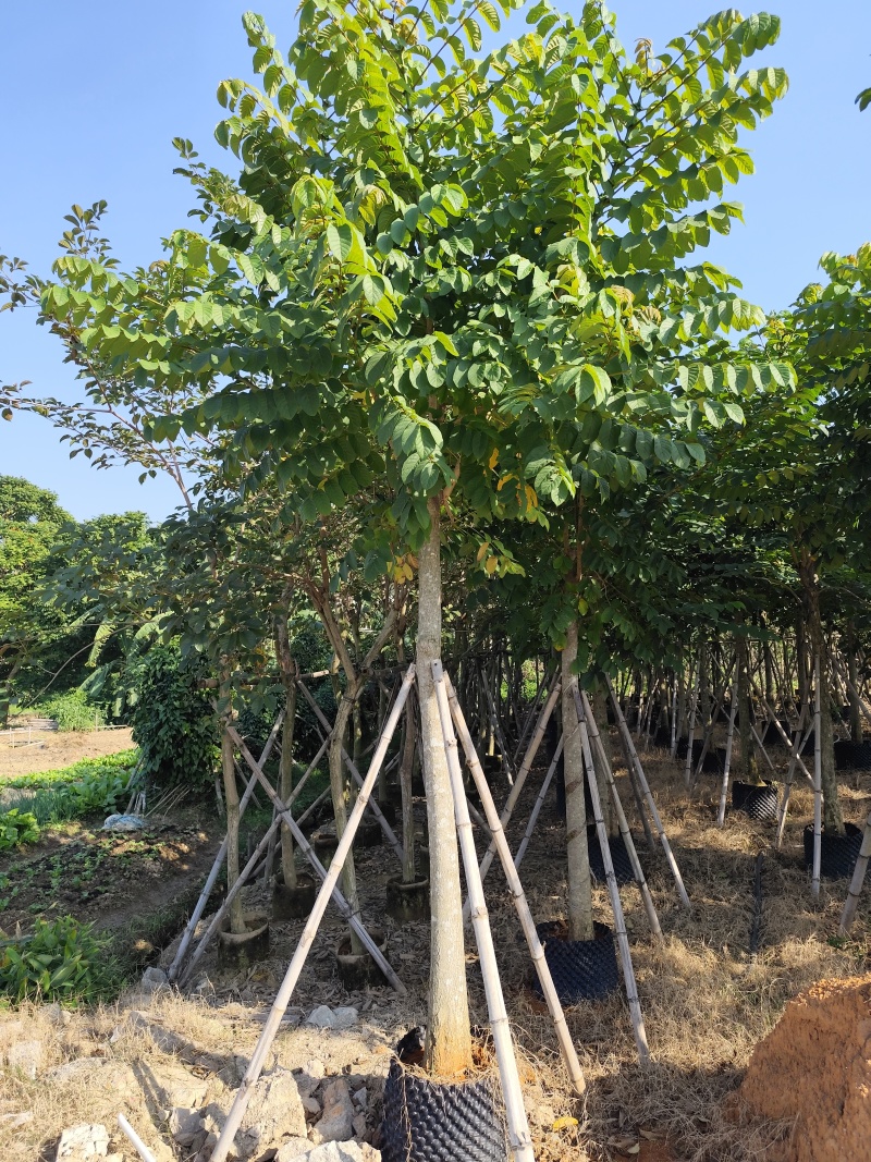火焰木大冠幅8-12公分出售基地直销可视频看货