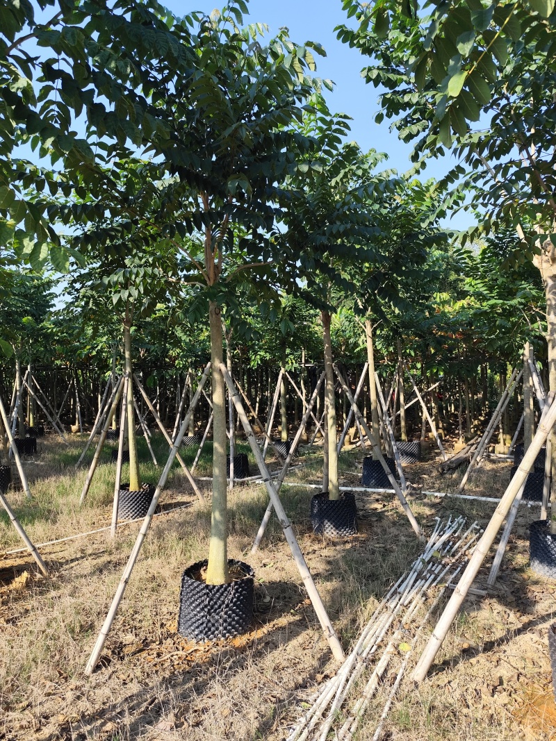 火焰木大冠幅8-12公分出售基地直销可视频看货