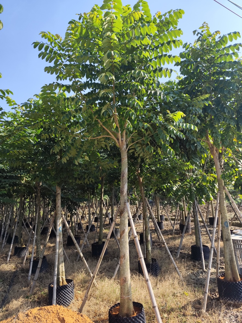 火焰木大冠幅8-12公分出售基地直销可视频看货