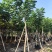 火焰木大冠幅8-12公分出售基地直销可视频看货