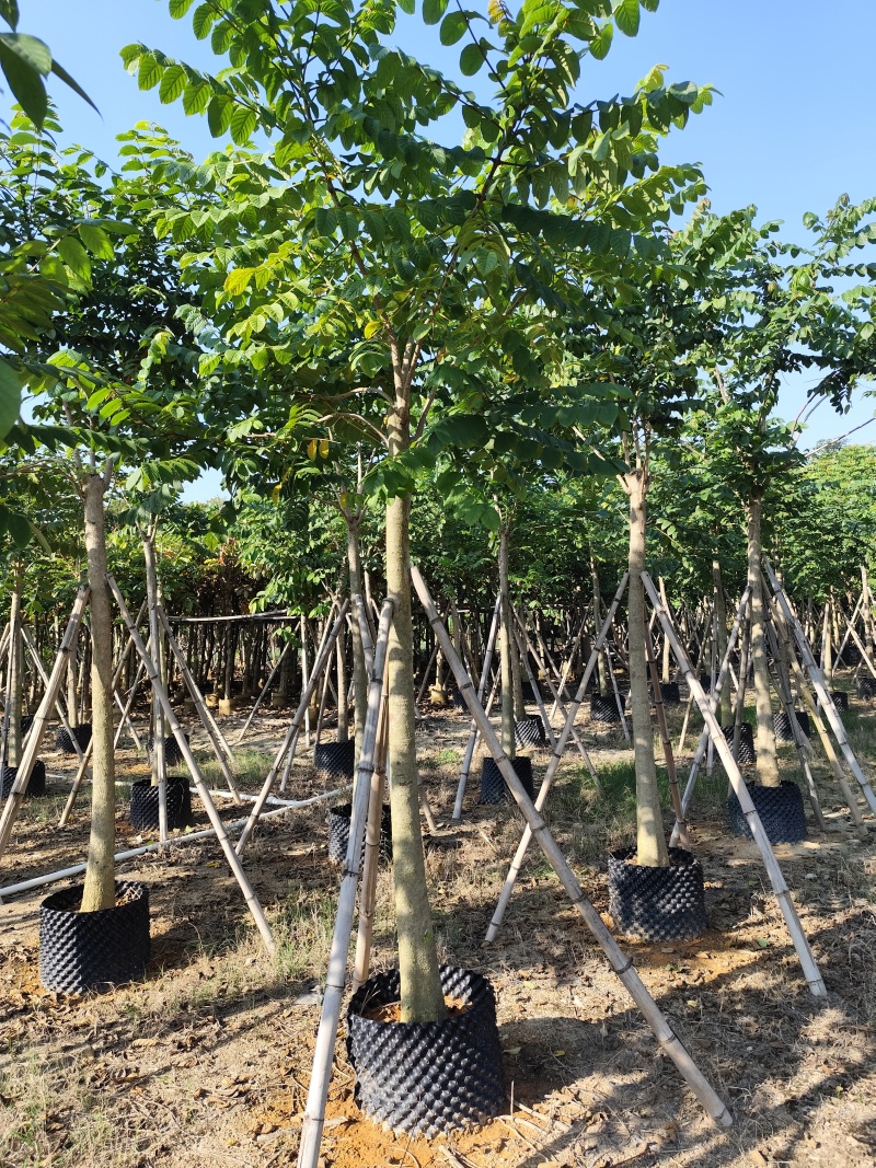 火焰木大冠幅8-12公分出售基地直销可视频看货