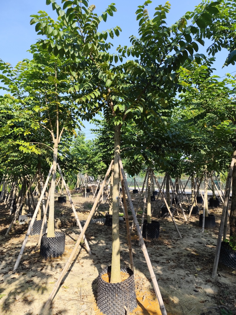 火焰木大冠幅8-12公分出售基地直销可视频看货