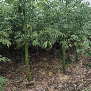 美丽异木棉5-12分基地大量现货规格齐全欢迎选购