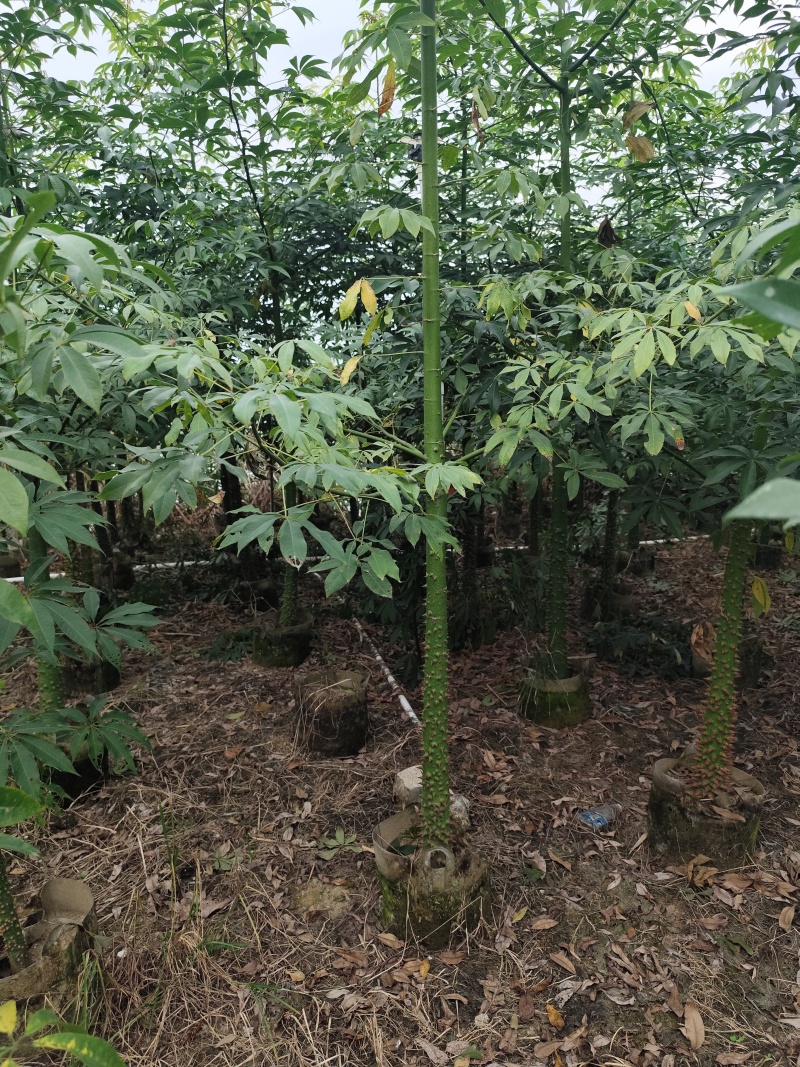 美丽异木棉5-12分基地大量现货规格齐全欢迎选购