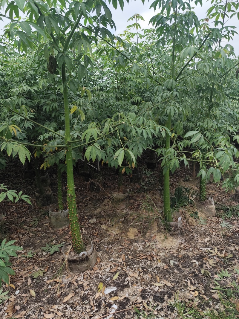 美丽异木棉5-12分基地大量现货规格齐全欢迎选购