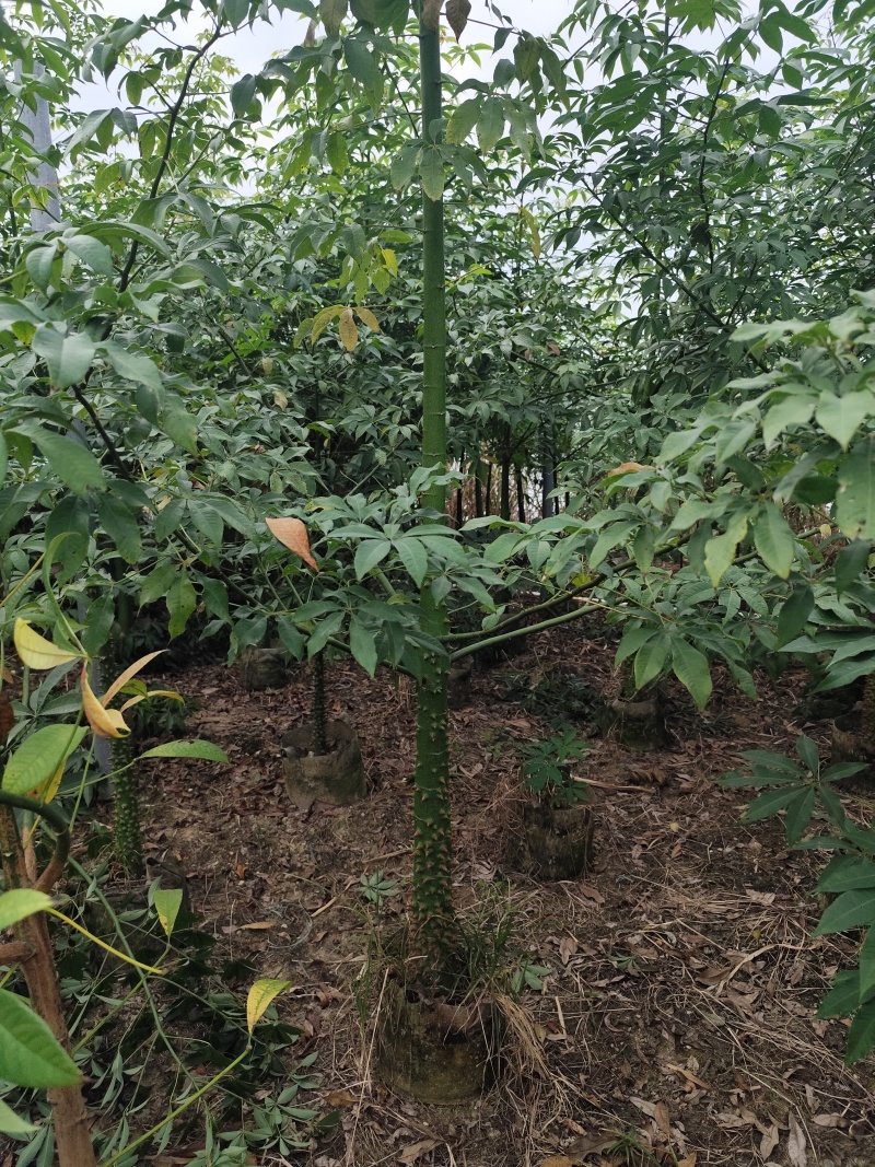 美丽异木棉5-12分基地大量现货规格齐全欢迎选购