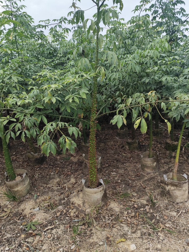 美丽异木棉5-12分基地大量现货规格齐全欢迎选购