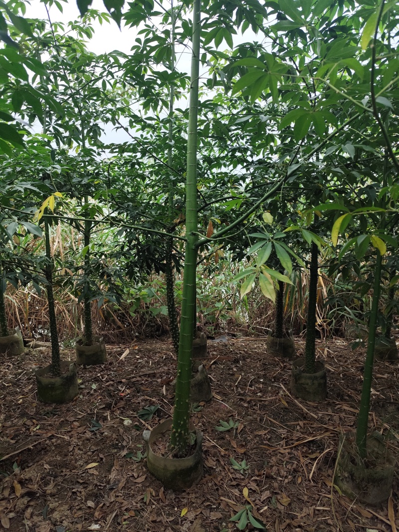 美丽异木棉5-12分基地大量现货规格齐全欢迎选购
