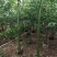 美丽异木棉5-12分基地大量现货规格齐全欢迎选购