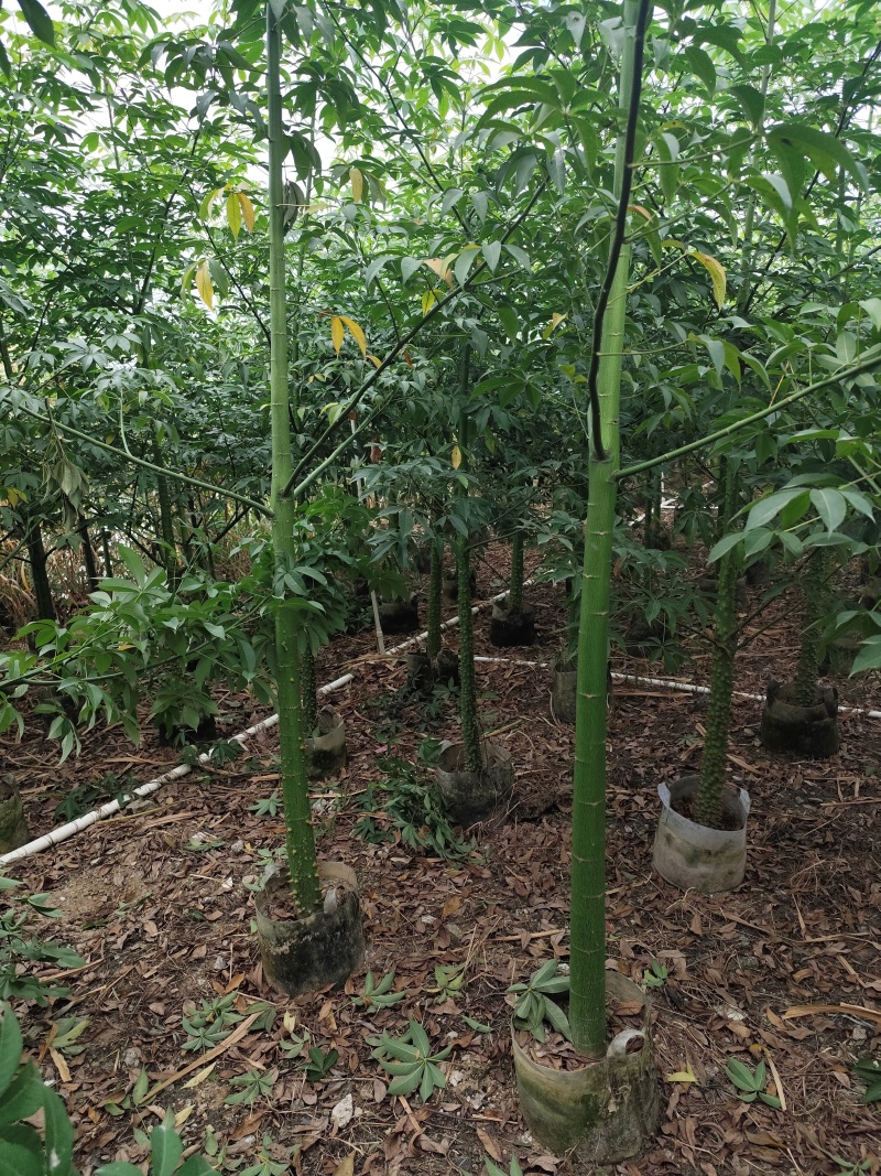 美丽异木棉5-12分基地大量现货规格齐全欢迎选购