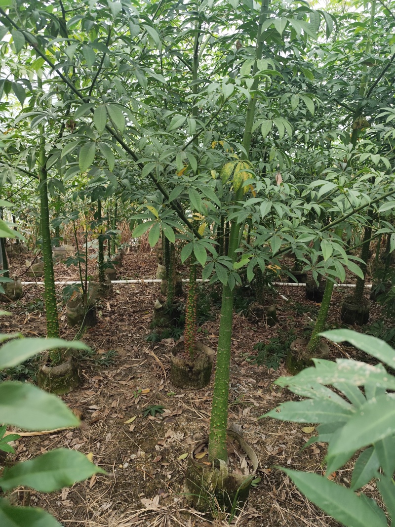 美丽异木棉5-12分基地大量现货规格齐全欢迎选购