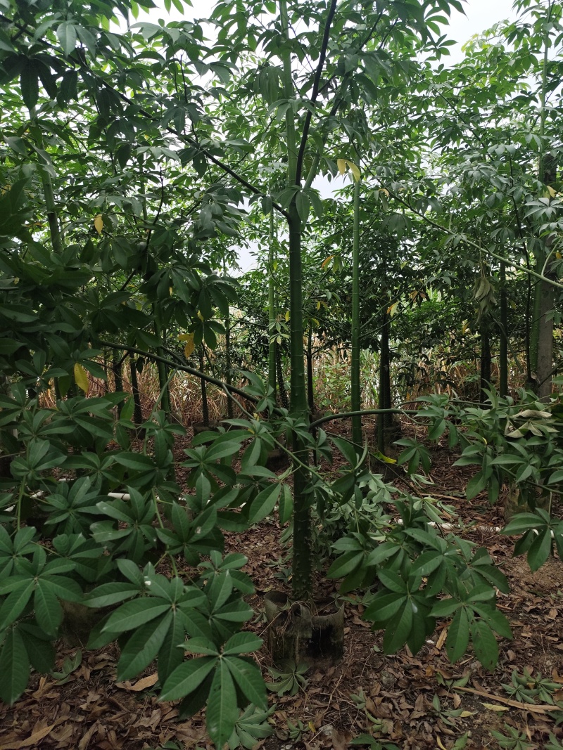 美丽异木棉5-12分基地大量现货规格齐全欢迎选购