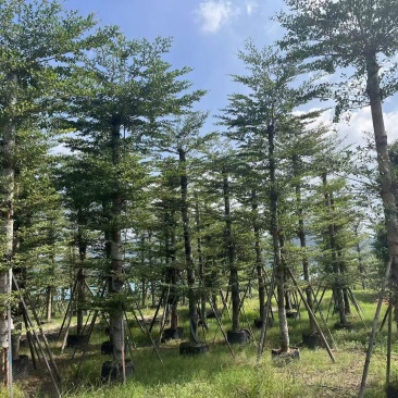 小叶榄仁8-25分出售自家货源大量供应需要联系