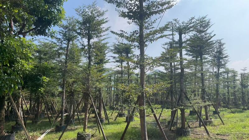 小叶榄仁8-25分出售自家货源大量供应需要联系