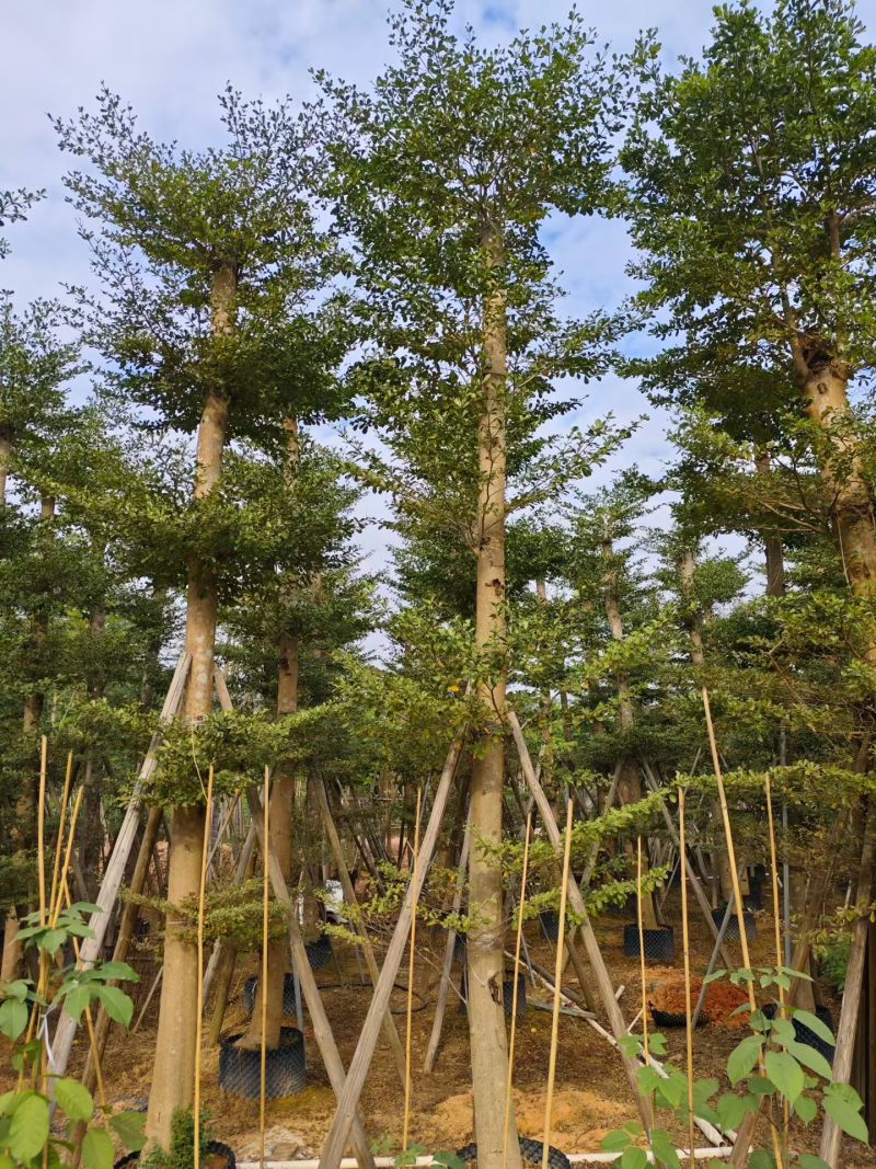 小叶榄仁8-25分出售自家货源大量供应需要联系
