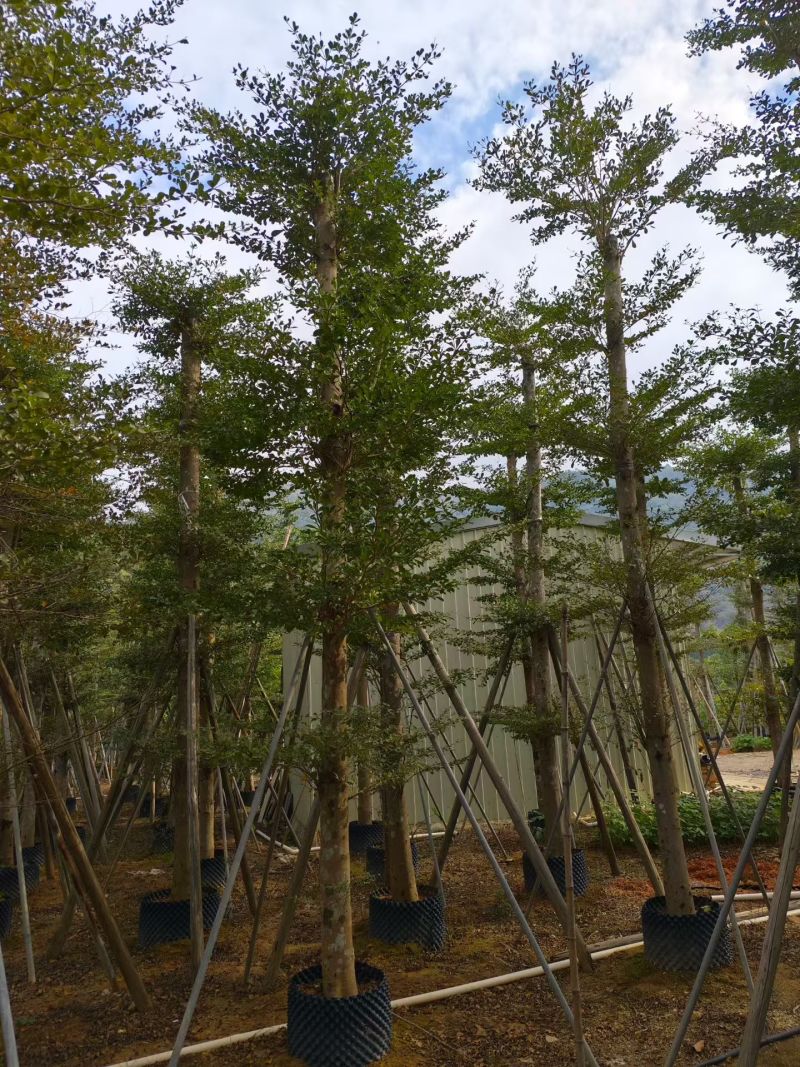 小叶榄仁8-25分出售自家货源大量供应需要联系