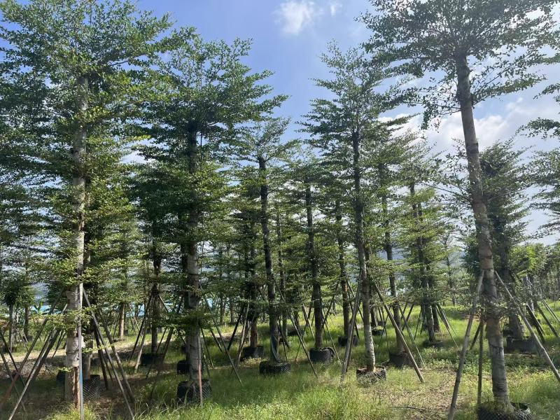 小叶榄仁8-25分出售自家货源大量供应需要联系