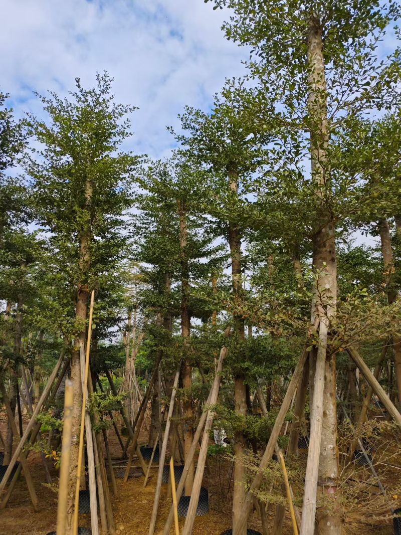 小叶榄仁8-25分出售自家货源大量供应需要联系