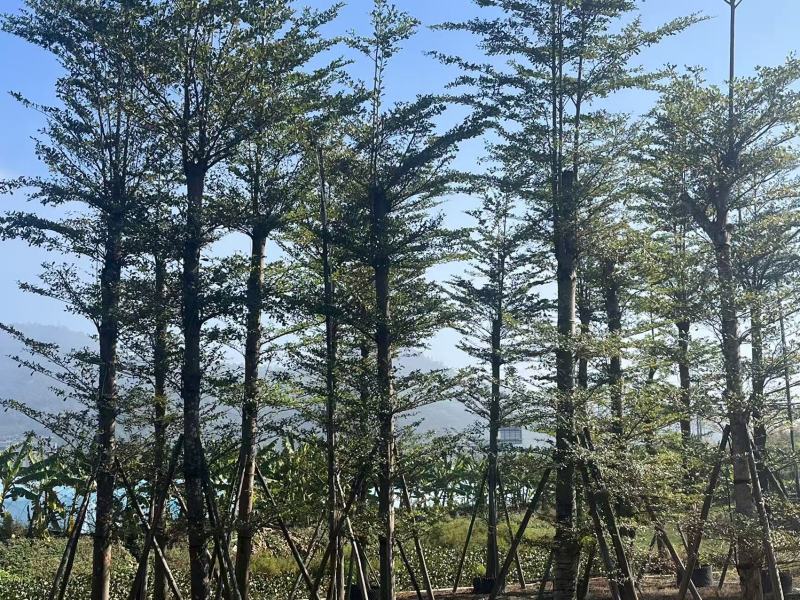 小叶榄仁8-25分出售自家货源大量供应需要联系