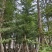 小叶榄仁8-25分出售自家货源大量供应需要联系