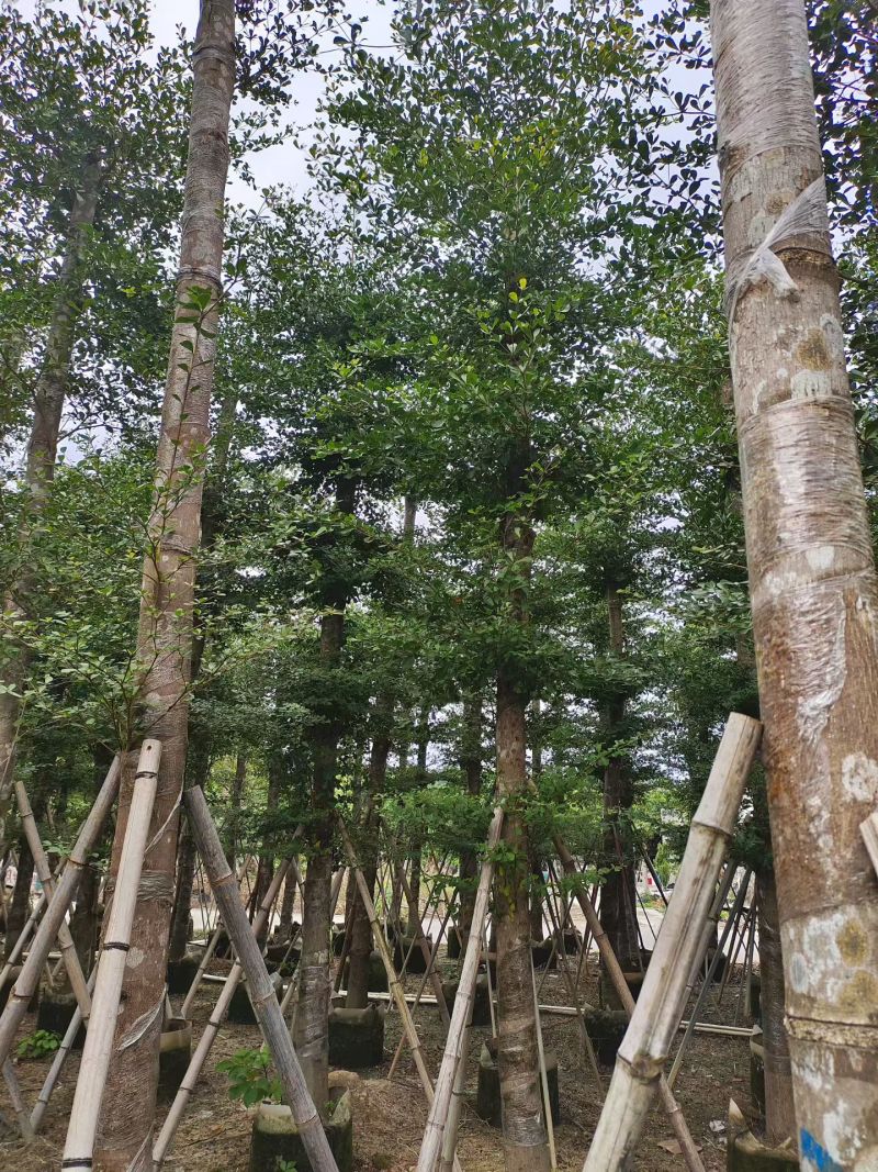 小叶榄仁8-25分出售自家货源大量供应需要联系
