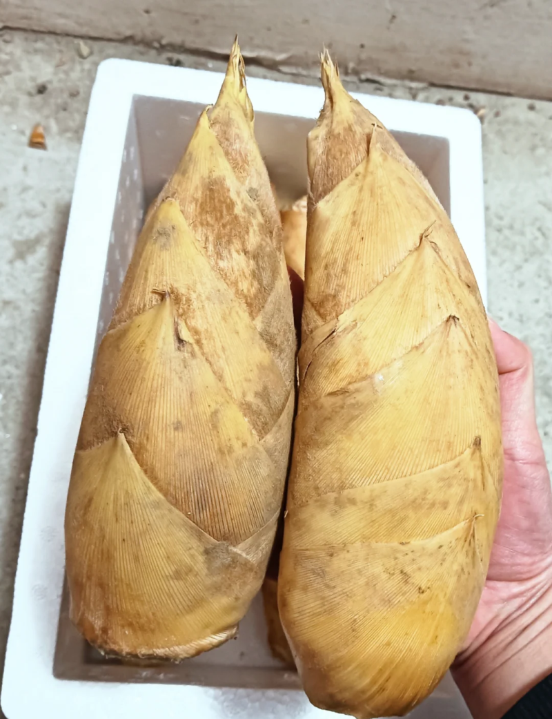 南平冬笋季
