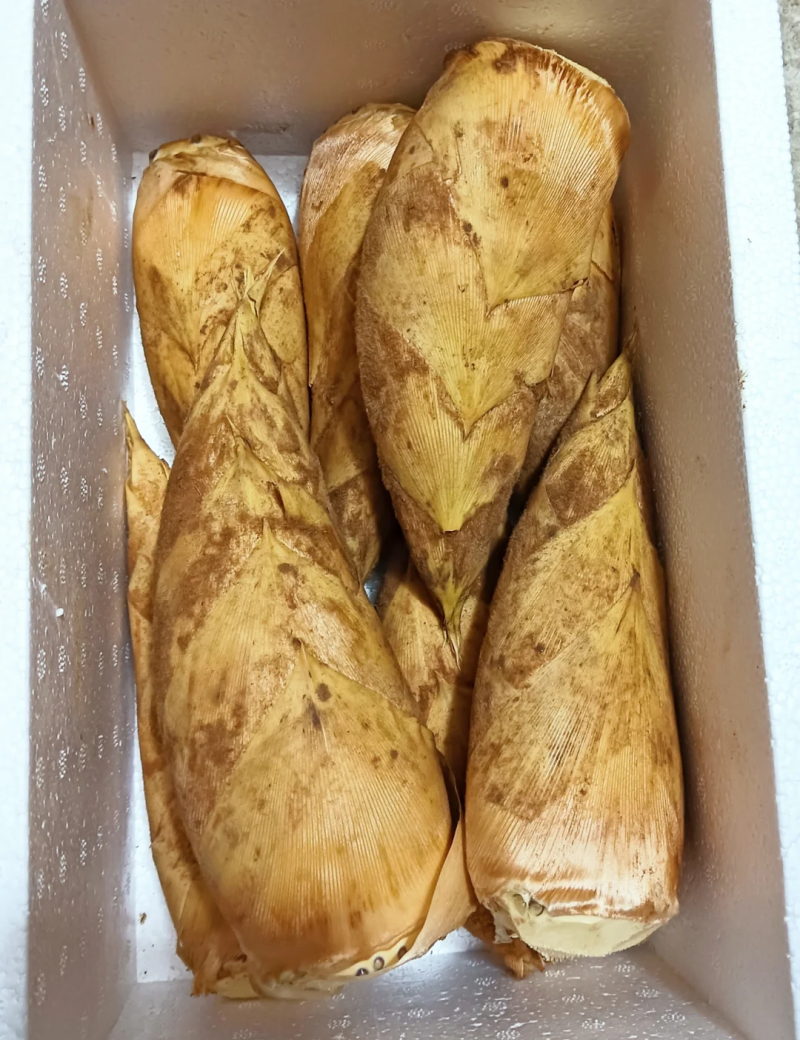 南平冬笋季