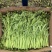 【推荐】江苏小叶茼蒿大量接单代发全国诚信合作欢迎联系