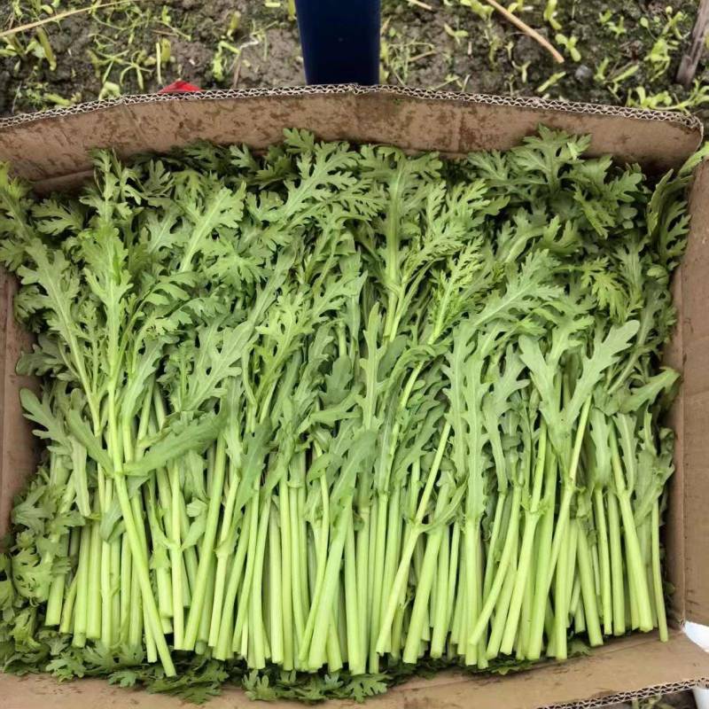 【推荐】江苏小叶茼蒿大量接单代发全国诚信合作欢迎联系