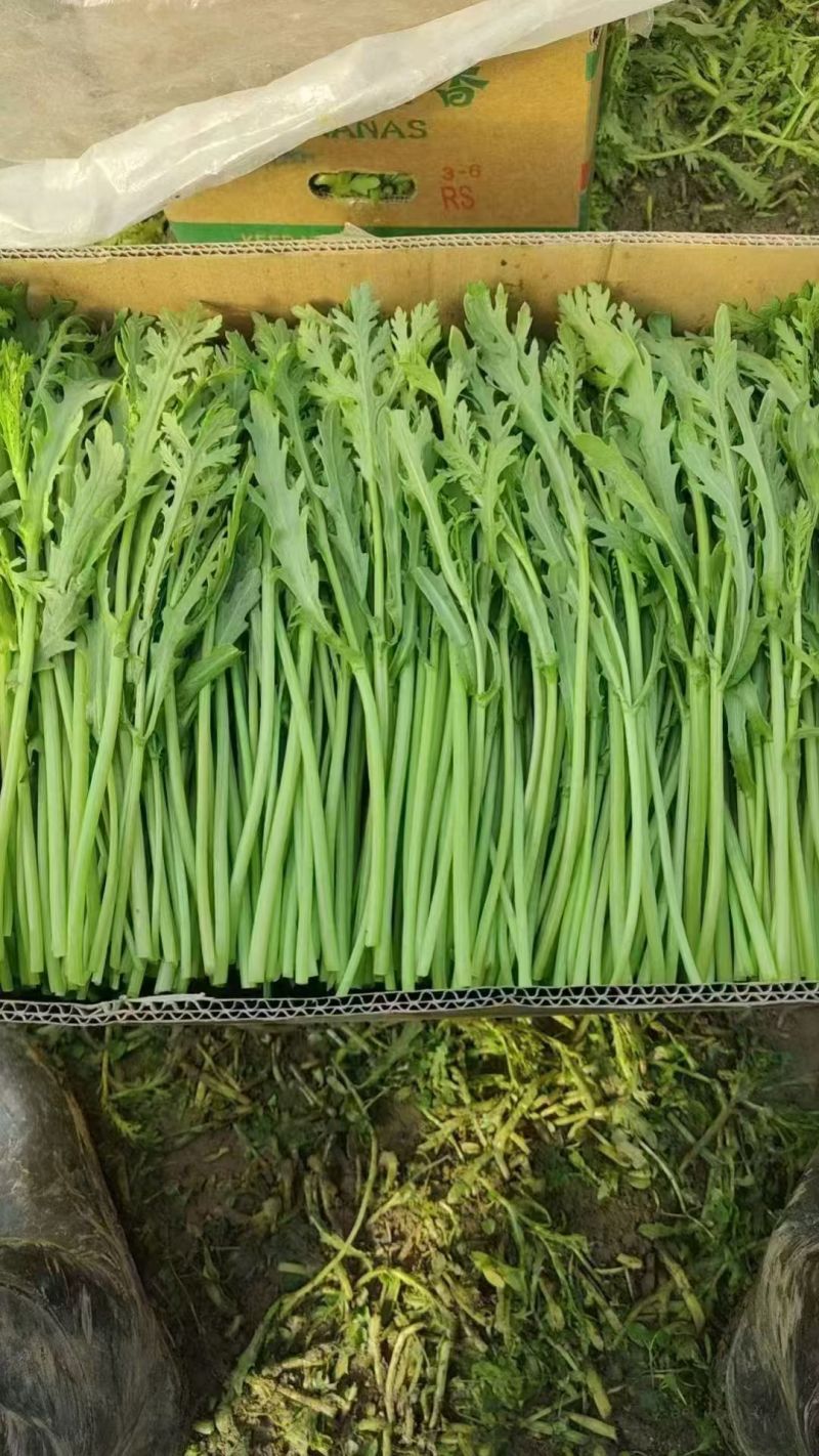 【推荐】江苏小叶茼蒿大量接单代发全国诚信合作欢迎联系