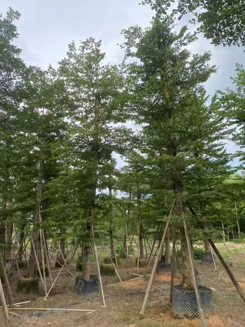 小叶榄仁8-25分出售自家货源大量供应需要联系