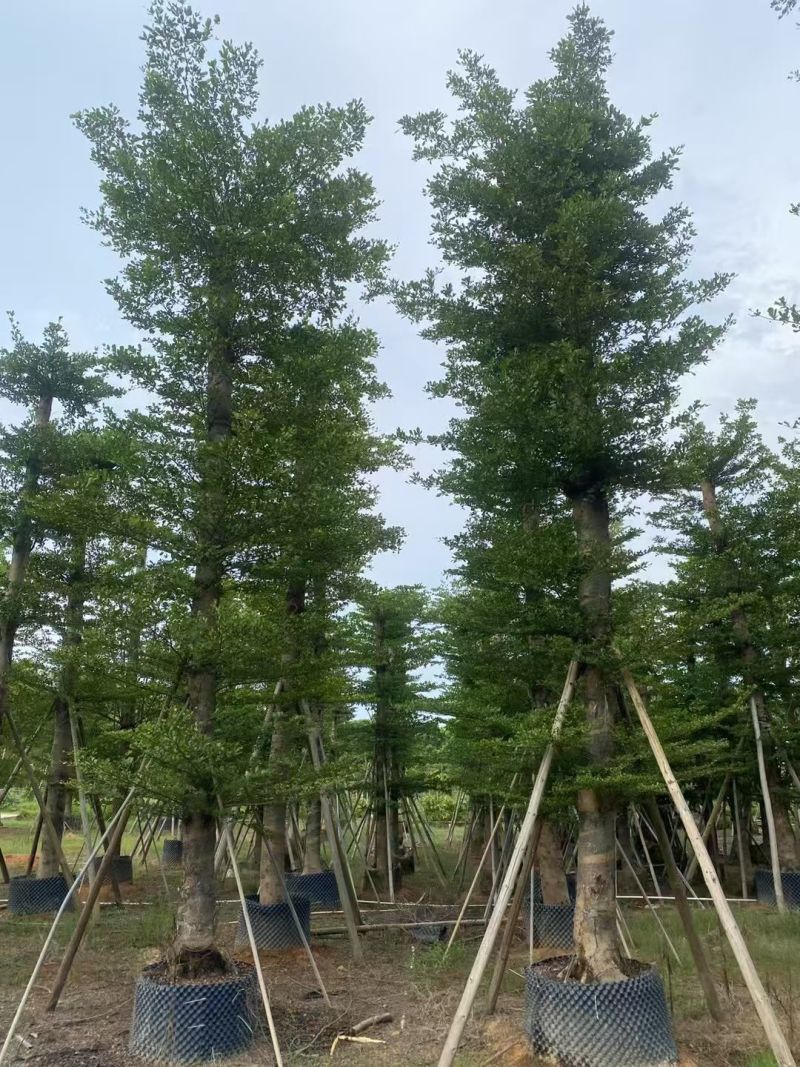 小叶榄仁8-25分出售自家货源大量供应需要联系