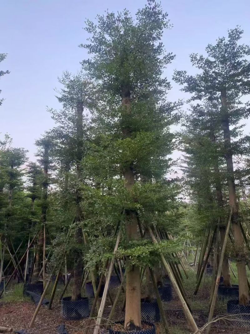 小叶榄仁8-25分出售自家货源大量供应需要联系