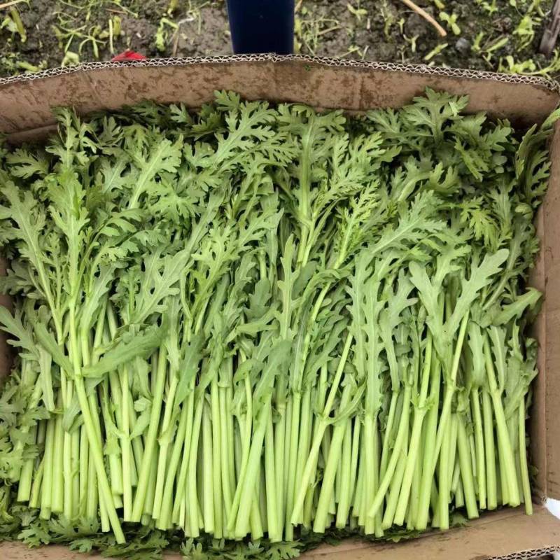 【实力】茼蒿供应江苏茼蒿小叶茼蒿量大从优欢迎来电