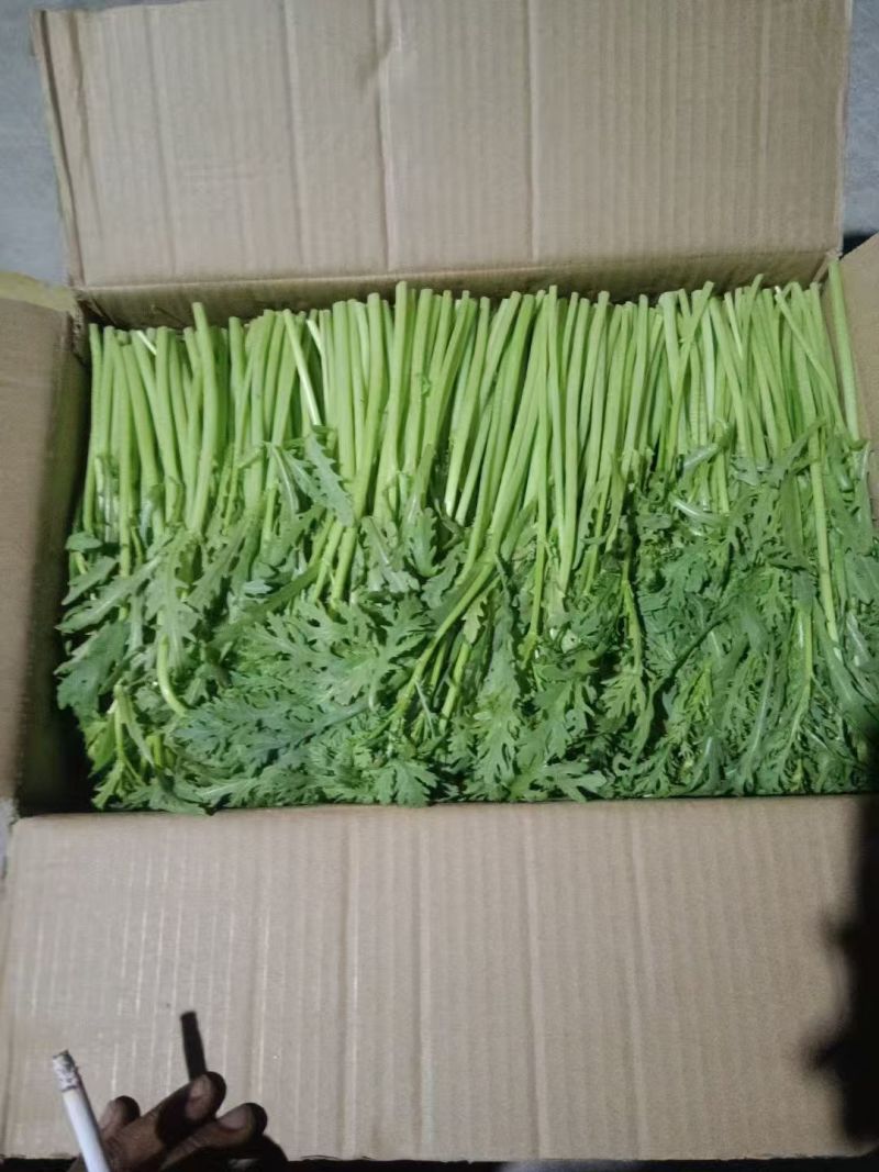 【实力】茼蒿供应江苏茼蒿小叶茼蒿量大从优欢迎来电