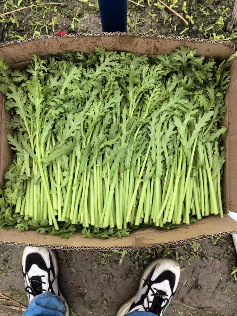 【实力】茼蒿供应江苏茼蒿小叶茼蒿量大从优欢迎来电