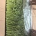 【实力】茼蒿供应江苏茼蒿小叶茼蒿量大从优欢迎来电