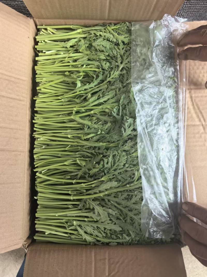 【实力】茼蒿供应江苏茼蒿小叶茼蒿量大从优欢迎来电
