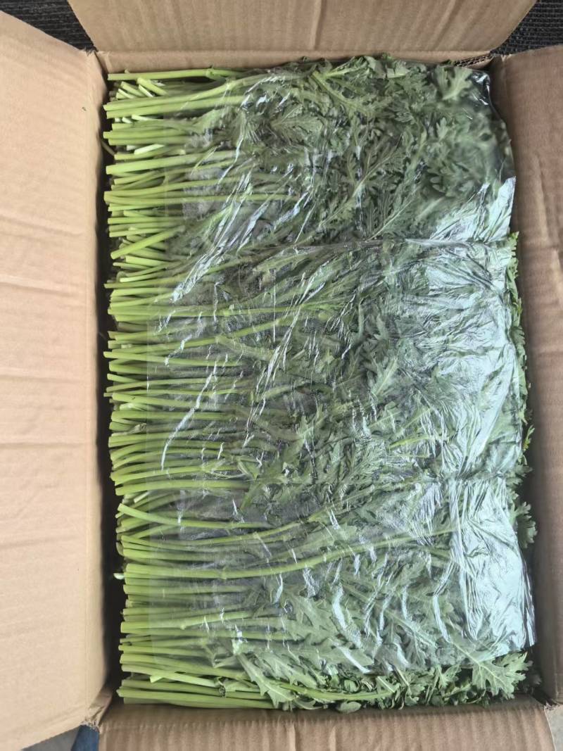 【实力】茼蒿供应江苏茼蒿小叶茼蒿量大从优欢迎来电