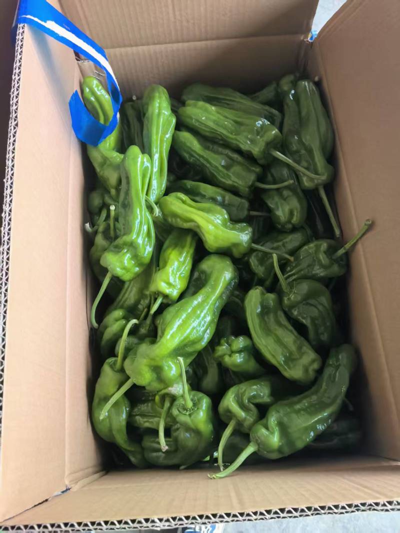 芜湖椒薄皮辣椒大量上市供应商超市场电商批发欢迎来电