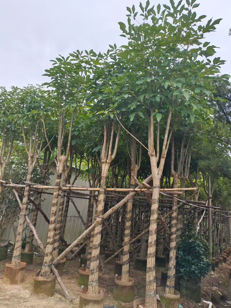 红花风铃木5-12公分出售现货有量自家货源