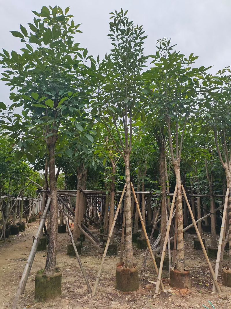 红花风铃木5-12公分出售现货有量自家货源