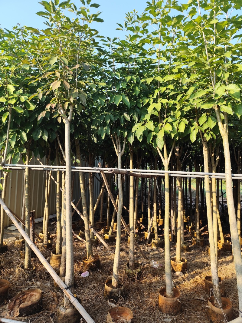 红花风铃木5-12公分出售现货有量自家货源