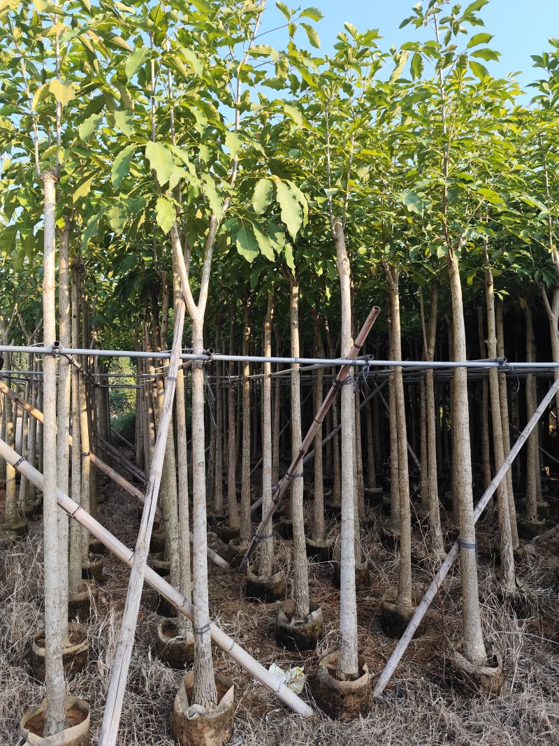 红花风铃木5-12公分出售现货有量自家货源