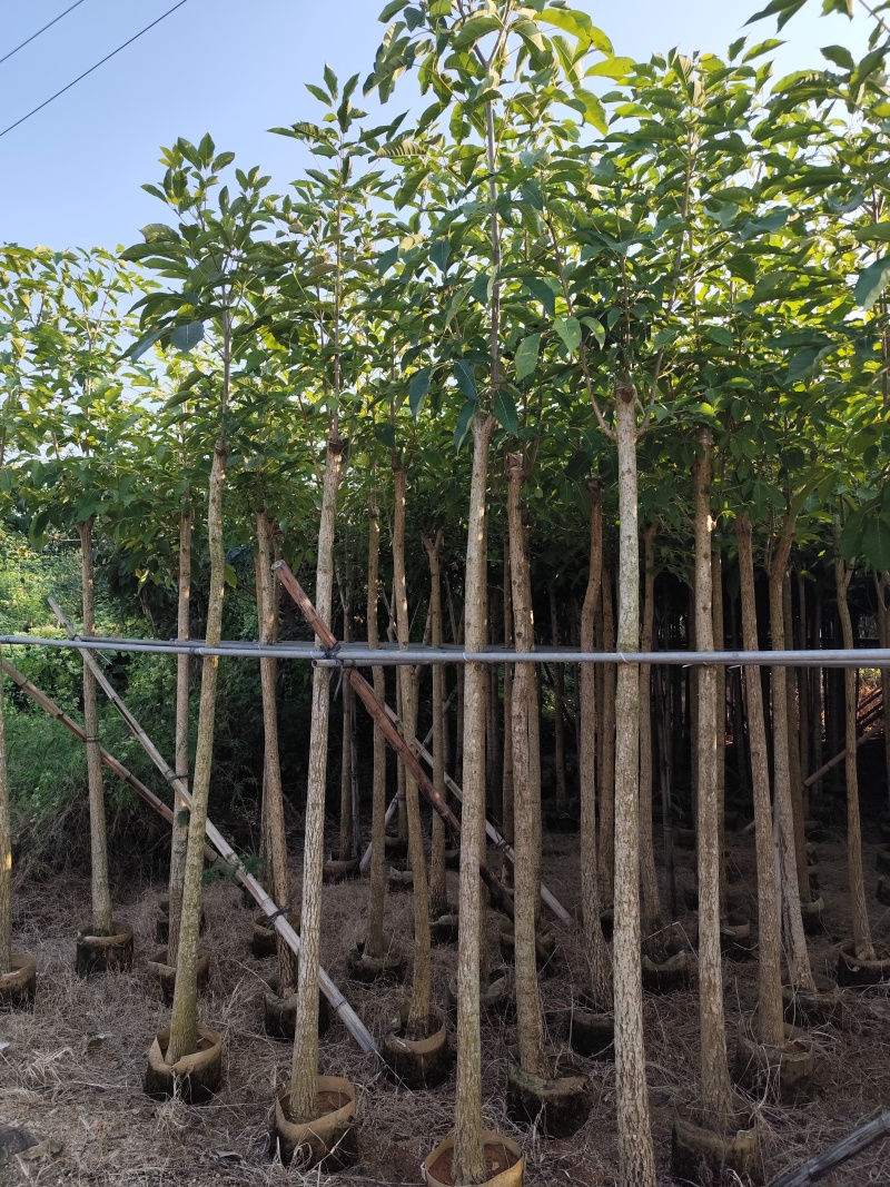 红花风铃木5-12公分出售现货有量自家货源