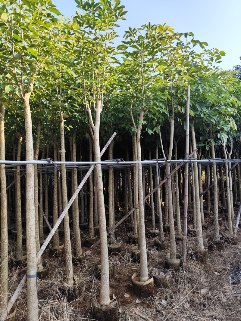 红花风铃木5-12公分出售现货有量自家货源