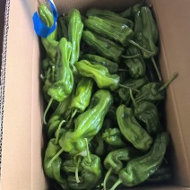【推荐】江苏青辣椒货源稳定价格美丽量大从优欢迎来电