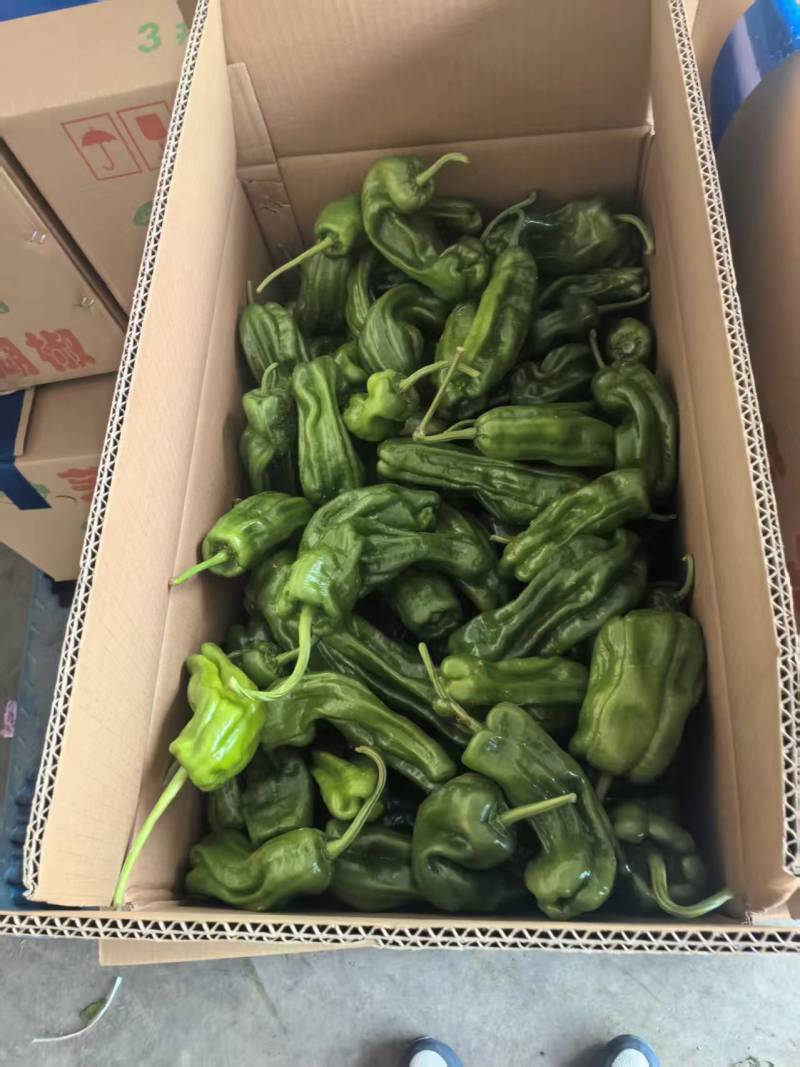 【推荐】江苏青辣椒货源稳定价格美丽量大从优欢迎来电