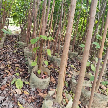 秋枫原生苗1-3公分出售现货有量欢迎现场选购