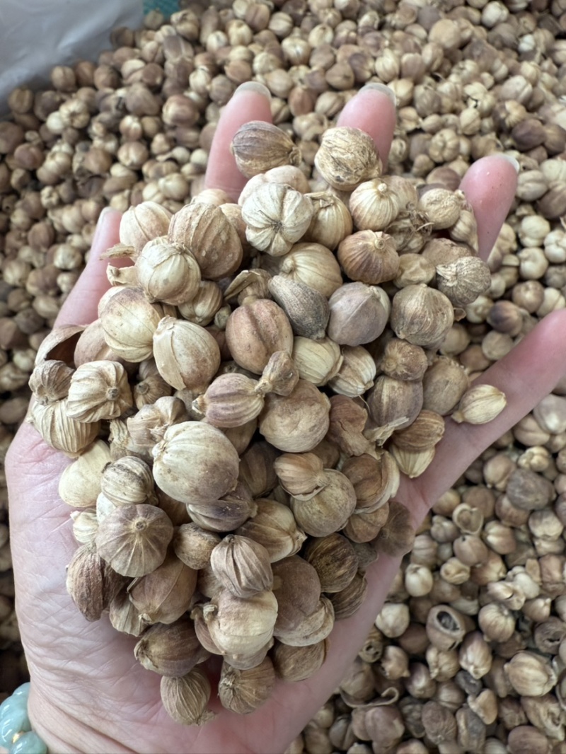 【包邮】印尼进口白蔻粒天然无硫去腥卤味豆蔻药食同源
